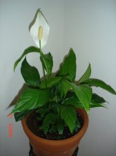peace lily (3).JPG