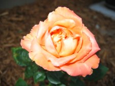 IMG_2023.JPG