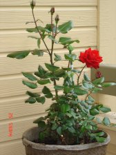 crimson bouquet rose bush.JPG