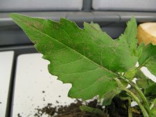 IMG_0168.JPG