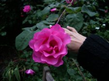 Rosa1.JPG