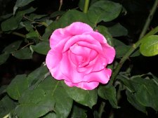 Rosa2.JPG