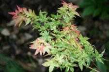 May_5_2007 005.jpg