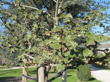 acer_210306a.jpg