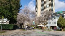 Prunus-cerasiferaAtropurpurea_ComoxBidwell_Cutler_20210310_105046.jpg