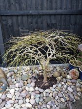 Green dissectum 706.JPG