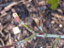 White peaches 705.JPG
