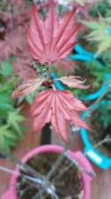 IMG_20210321_185348.jpg