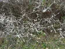 Prunus spinosa Blackthorn or Sloe 706.JPG
