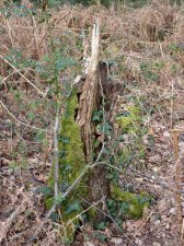 Otterbourne woods 706.JPG