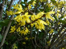 Forsythia suspensa 706.JPG