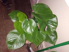 IMG_20210314_204439361.jpg