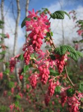 IMG_5145 - Ribes sanguineum.JPG