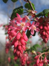 IMG_5146 - Ribes sanguineum.JPG