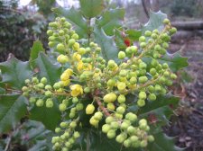 IMG_5162 - Mahonia aquifolium.JPG
