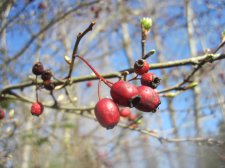 IMG_5203.JPG