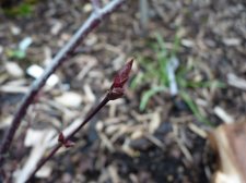 Reticulatum purple714.JPG