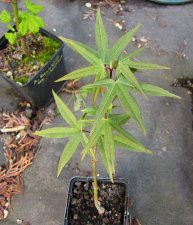 acer-UBCmix2020-a_210330a.jpg
