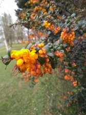 IMG_20210331_132018710.jpg