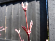 Atropurpureum 177.JPG