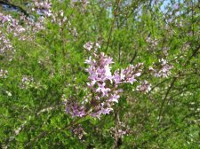IMG_7183.JPG