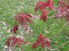 acerp-hanamatoi_210404a.jpg