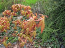 acerp-redwine_210404a.jpg