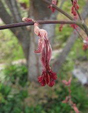 acerp-gwensro_210404a.jpg