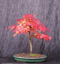 acerp_orangedream01_201025a.jpg