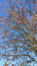 IMG_20200404_120502.jpg