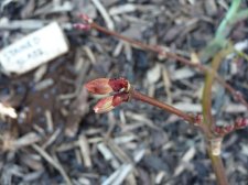 Westonbirt red 180.JPG