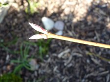 Westonbirt spreading star180.JPG