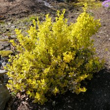Euonymus 'Emerald & Gold' 2021.JPG