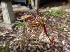 Red pygmy 185.JPG