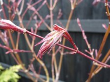 Atropurpureum 186.JPG