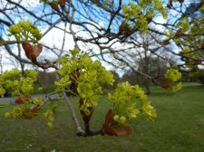 Acer platanoides 188.JPG