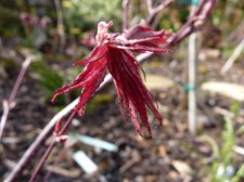 Reticulatum purple 190.JPG