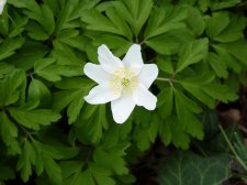 Anemone nemorosa 191.JPG