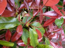 Photinia Red Robin 189.JPG
