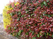 Photinia Red Robin 190.JPG