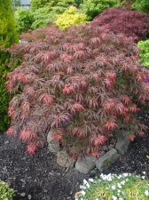 Acer Trees 026.JPG