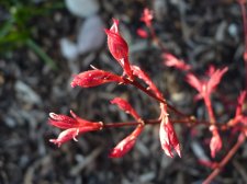 Wilsons pink dwarf 193.JPG