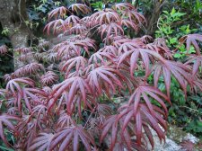 acerp-tromp_210415a.jpg