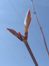 IMG_20210418_124803615.jpg