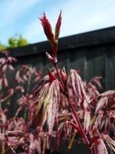 Atropurpureum 197.JPG