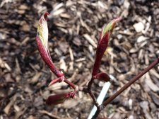 Wakehurst pink 197.JPG
