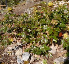 Mahonia aquifolium 2021.JPG