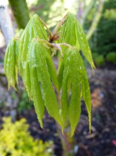 Going Green 190.JPG