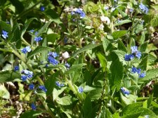 Pentaglottis sempervirens Birds eye 200.JPG