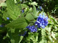 Pentaglottis sempervirens Birds Eye 201.JPG